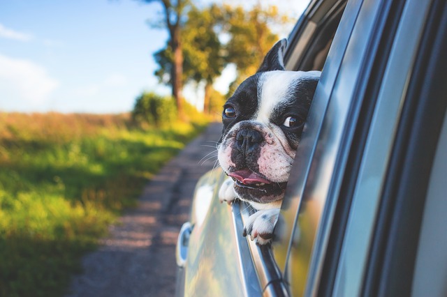 pes v okénku auta